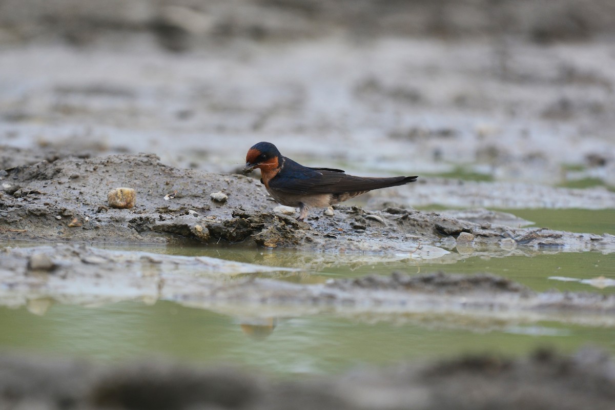Pacific Swallow - ML99725801