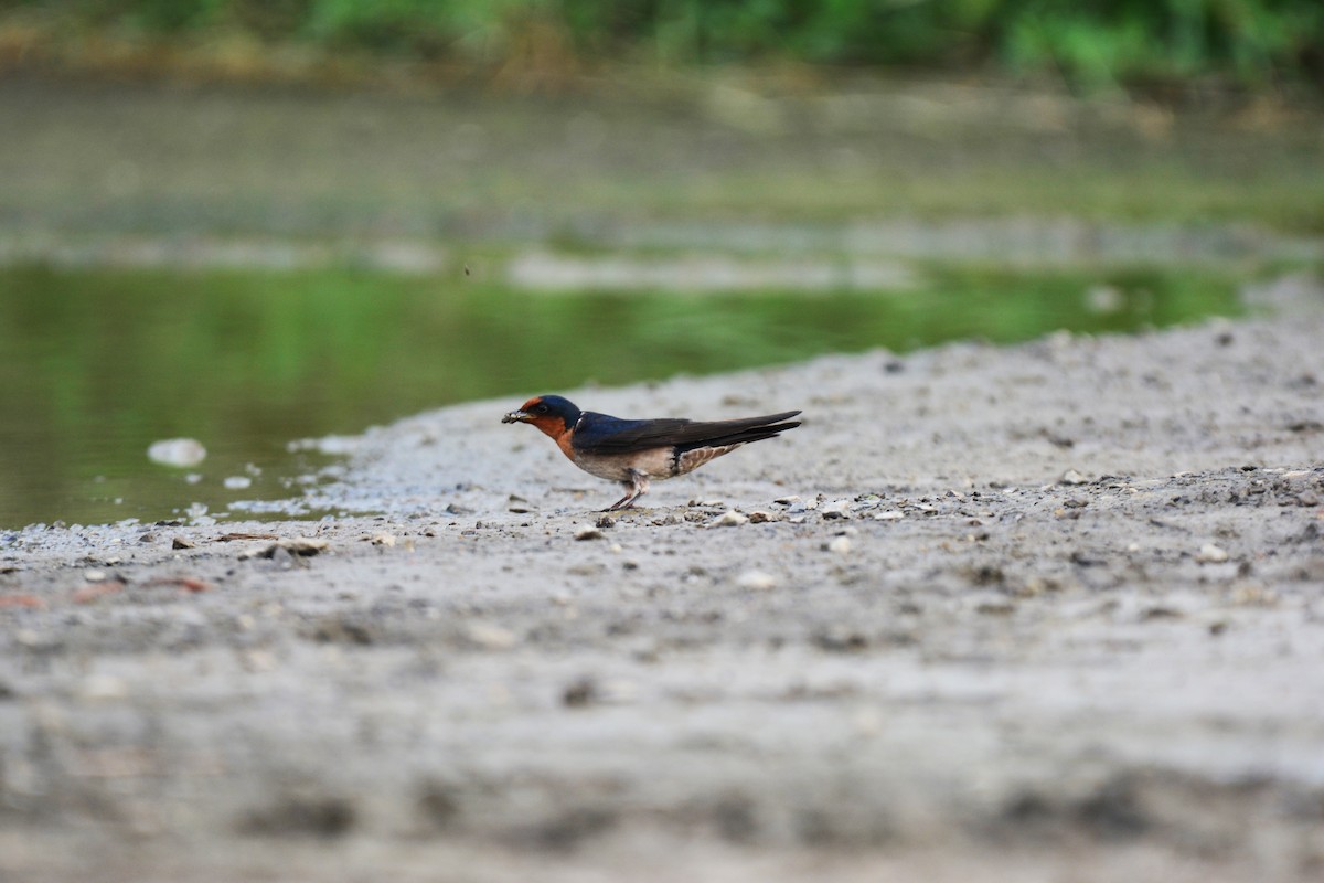 Pacific Swallow - ML99725831