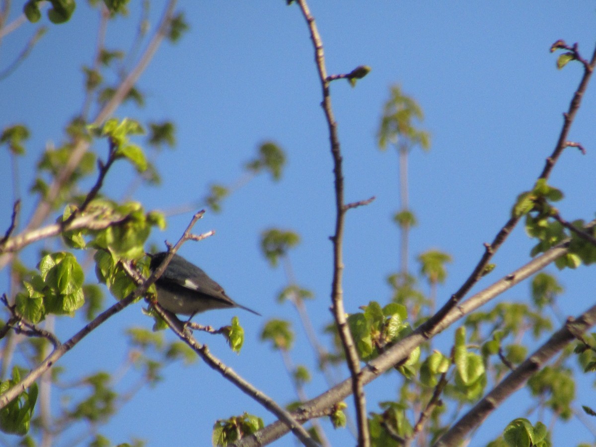 Black-throated Blue Warbler - ML99726741