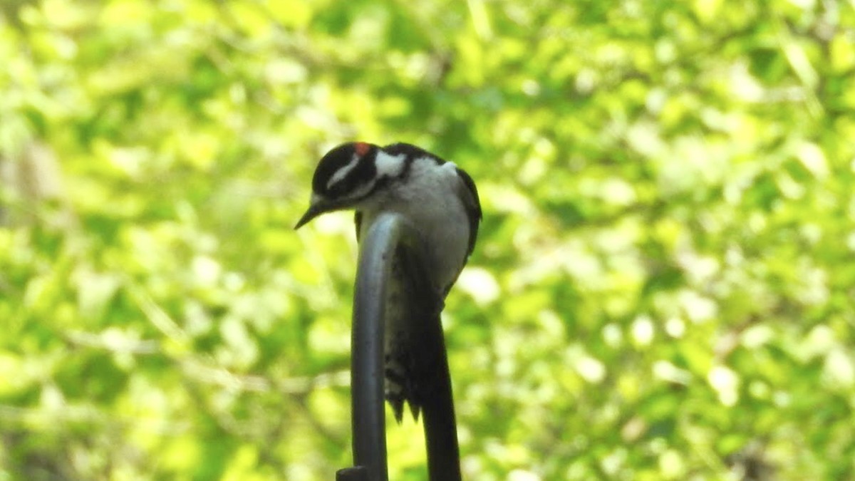 Downy Woodpecker - HyeSook Leechor