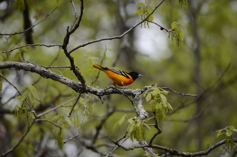 Baltimore Oriole - eBird