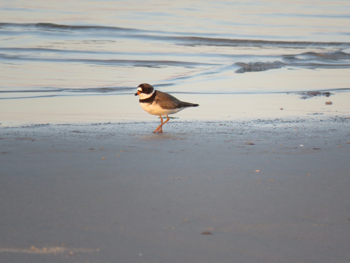 Semipalmated Plover - Amy Padgett