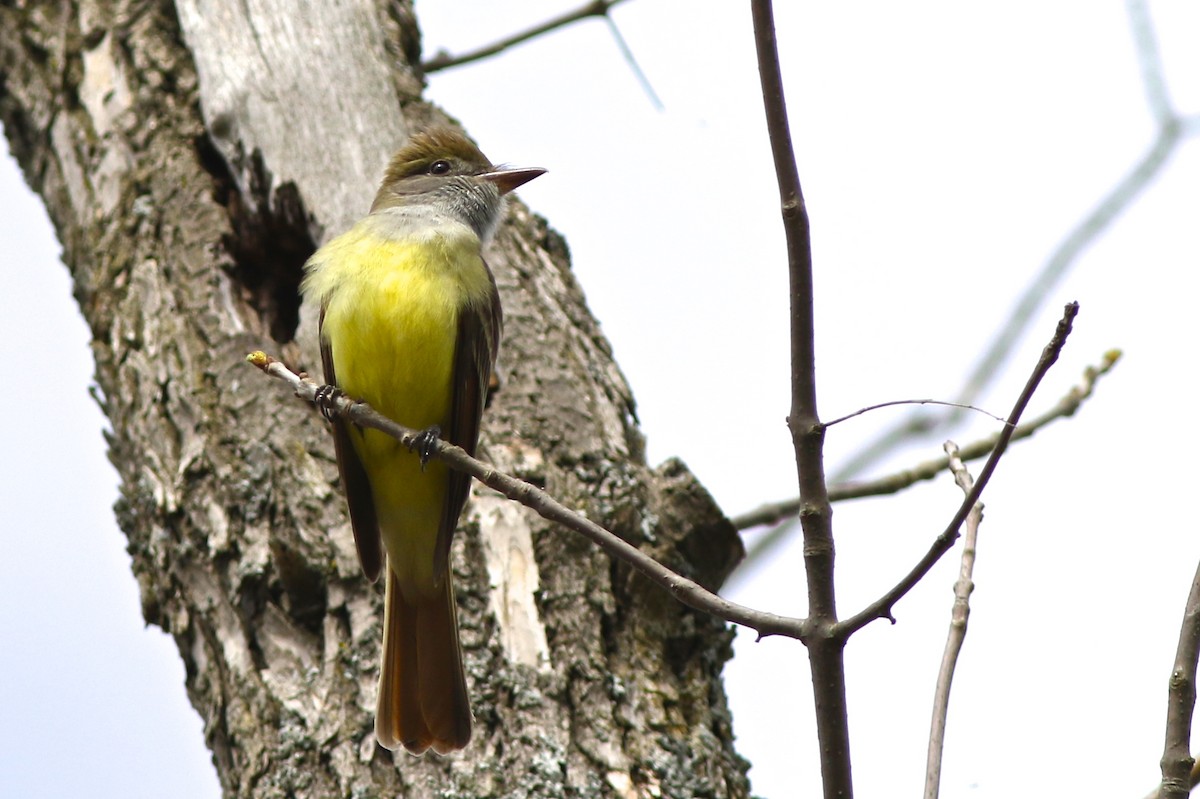 Great Crested Flycatcher - ML99738731