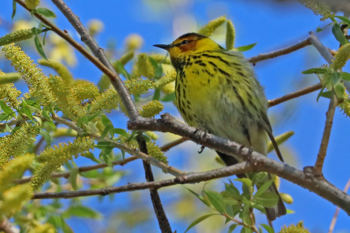 Cape May Warbler - ML99740981