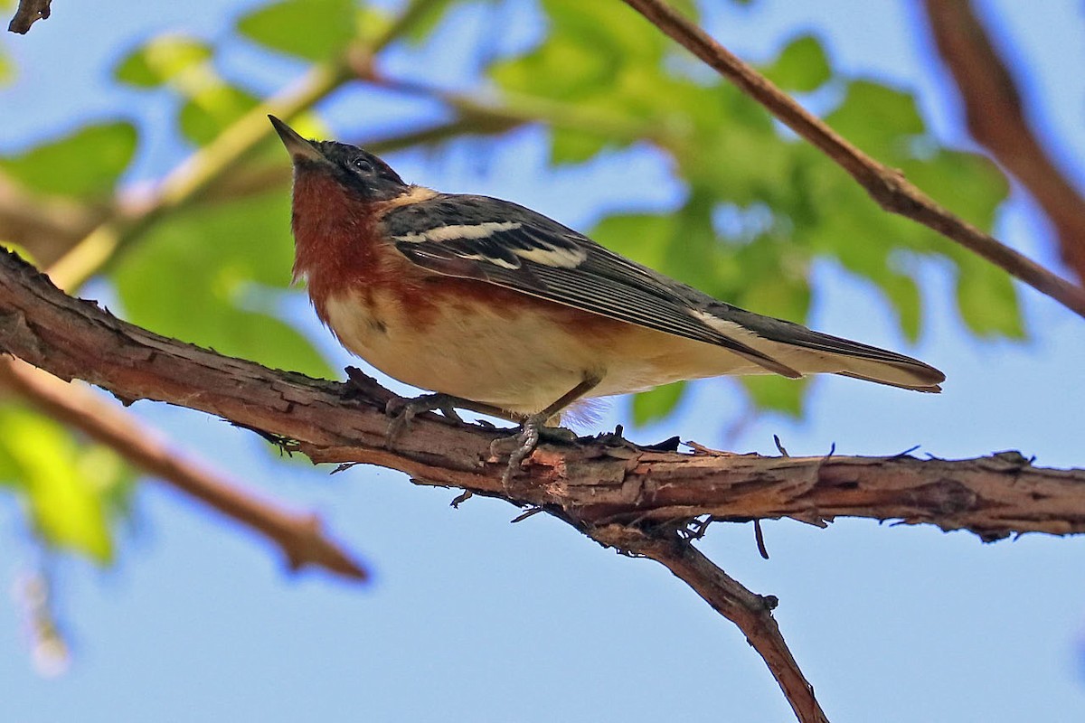 Bay-breasted Warbler - ML99741061