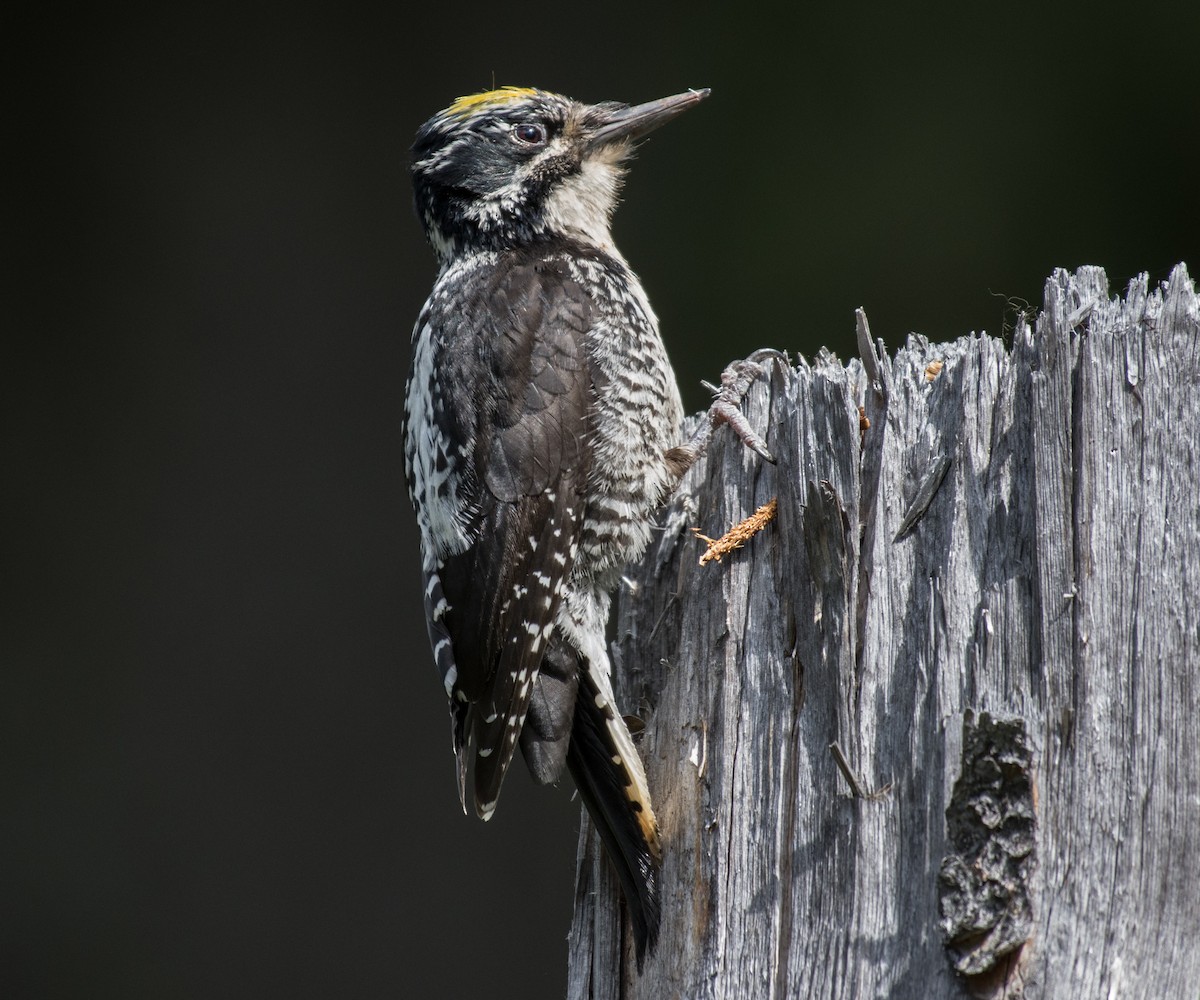 American Three-toed Woodpecker - Nick Balachanoff