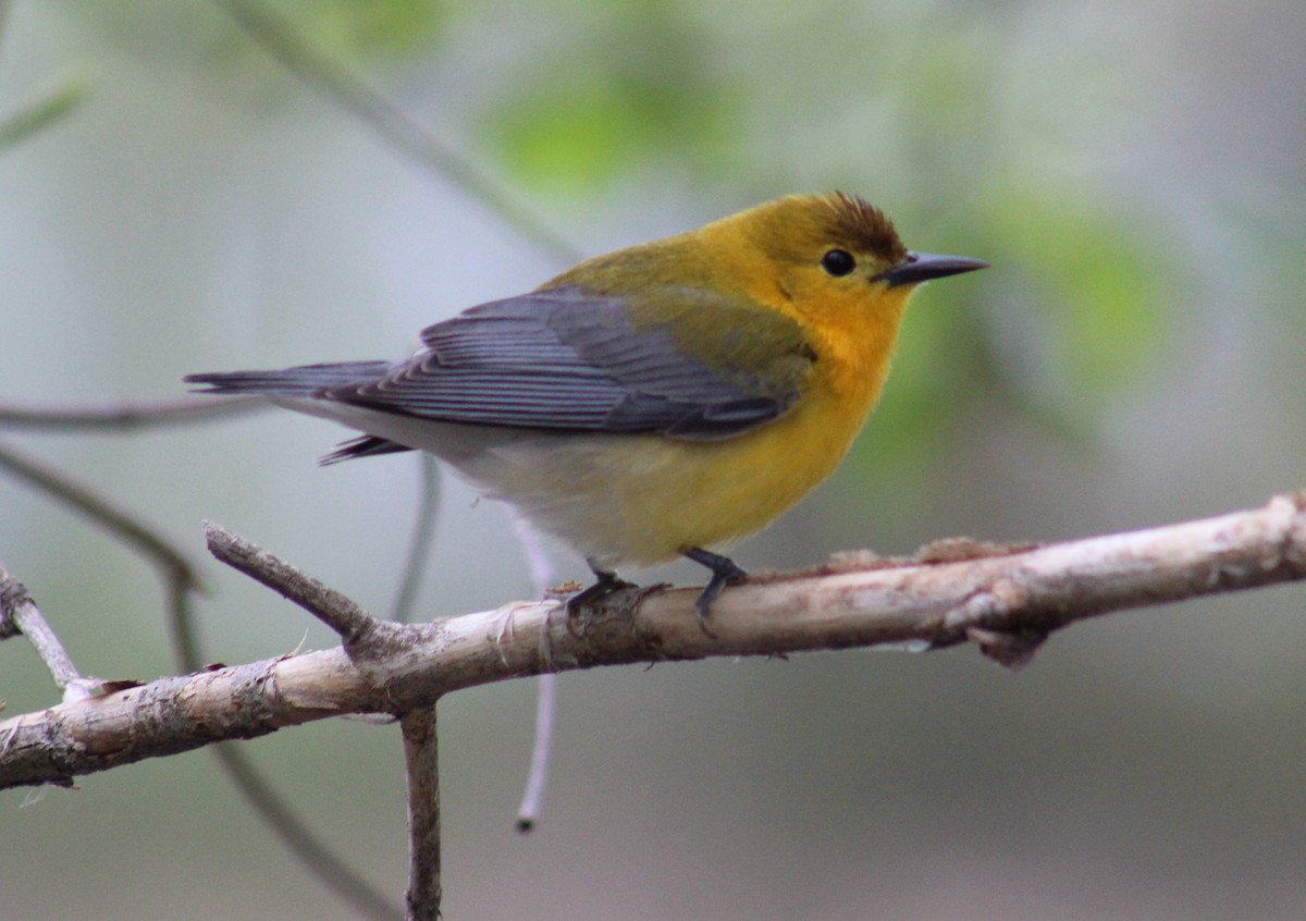 Prothonotary Warbler - Emily Strelow