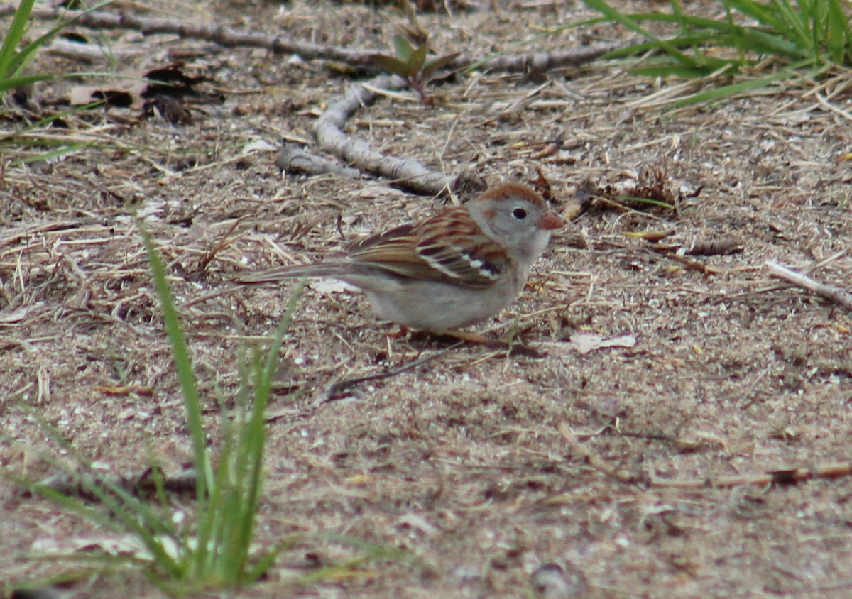 Field Sparrow - ML99749921