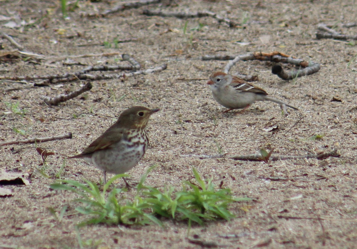 Field Sparrow - ML99749981