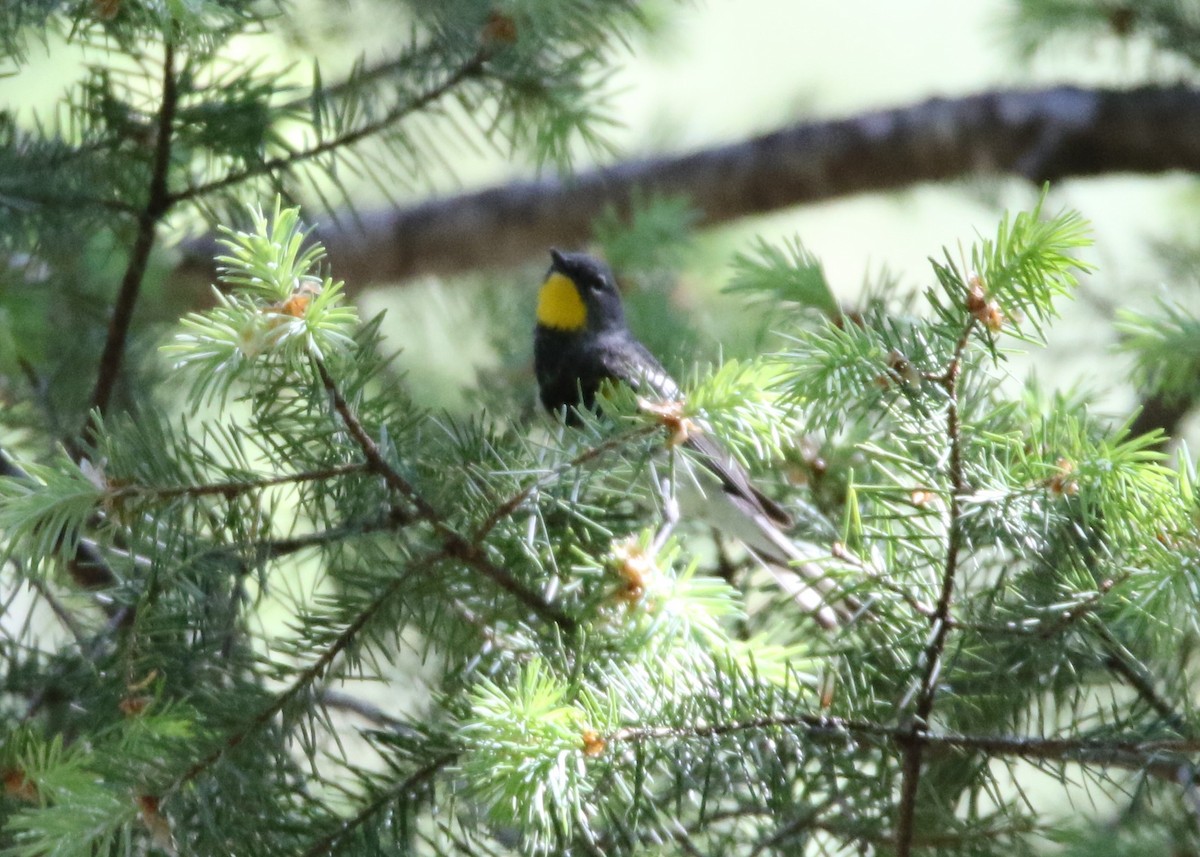 Yellow-rumped Warbler (Audubon's) - Louis Hoeniger