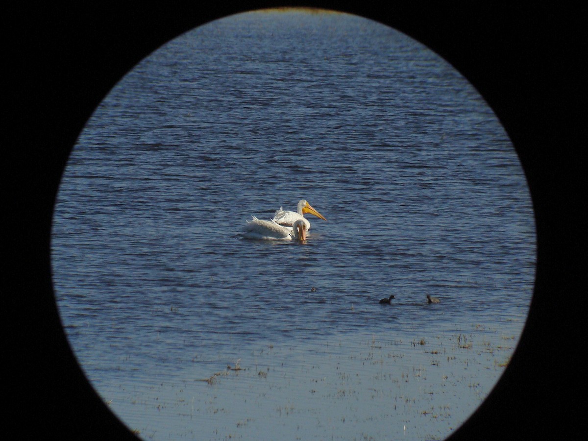 American White Pelican - Doug Niwa