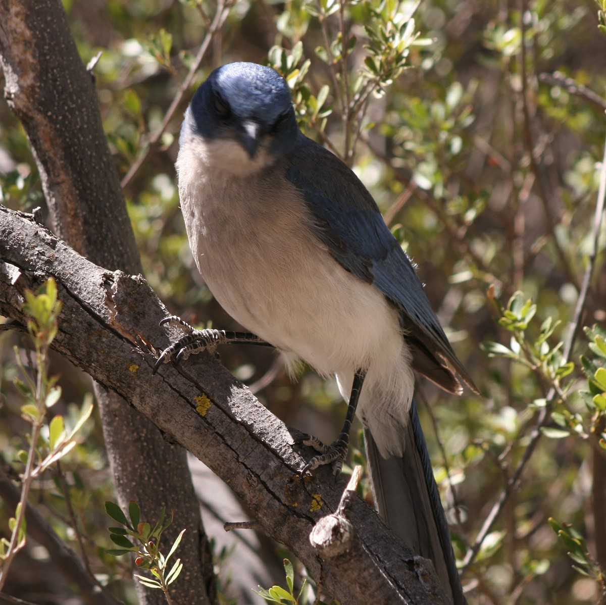 Mexican Jay - ML99755021