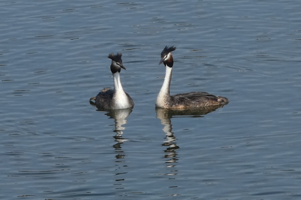 Great Crested Grebe - ML99755081