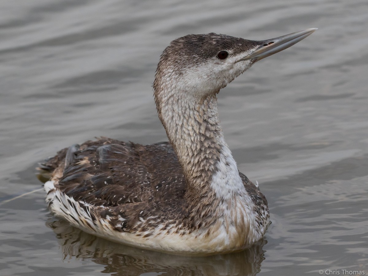Red-throated Loon - Chris Thomas