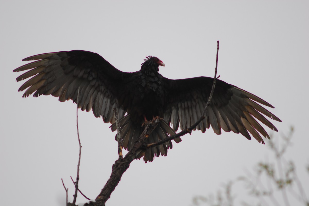 Turkey Vulture - Joe Austin