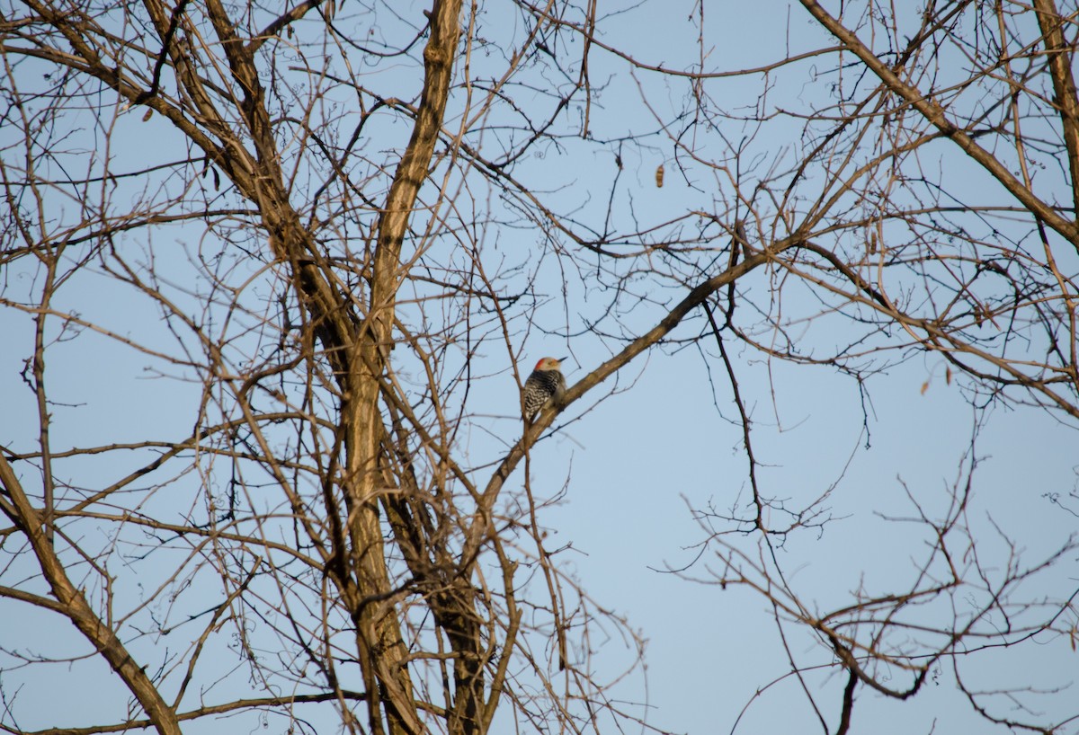 Red-bellied Woodpecker - Neil DeMaster