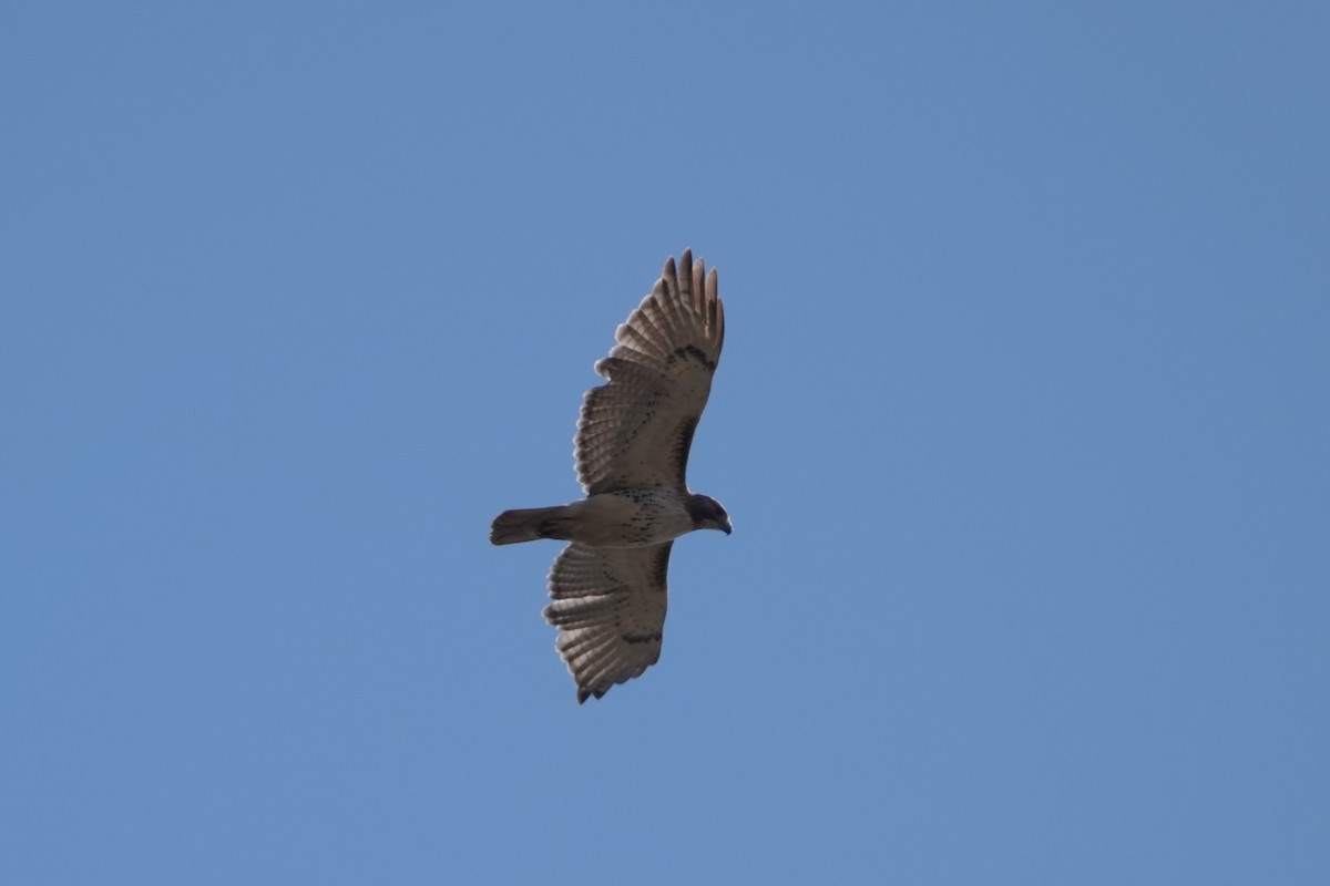 Red-tailed Hawk - David Fraser