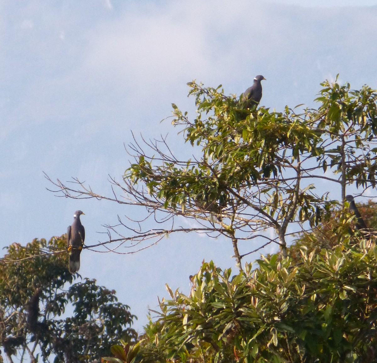 Band-tailed Pigeon - ML99760651