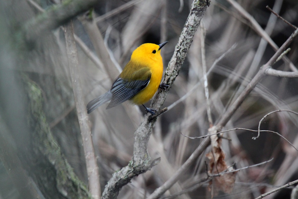 Prothonotary Warbler - ML99761321
