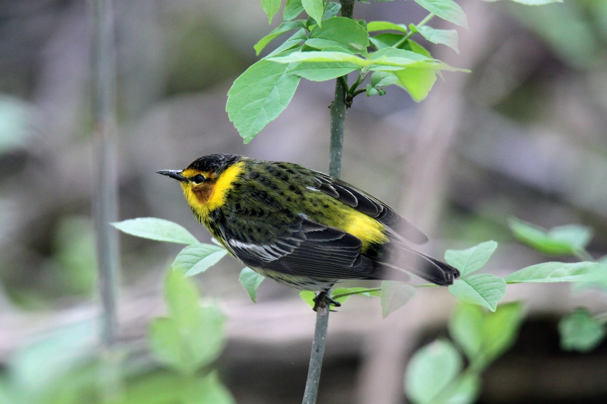 Cape May Warbler - ML99762331