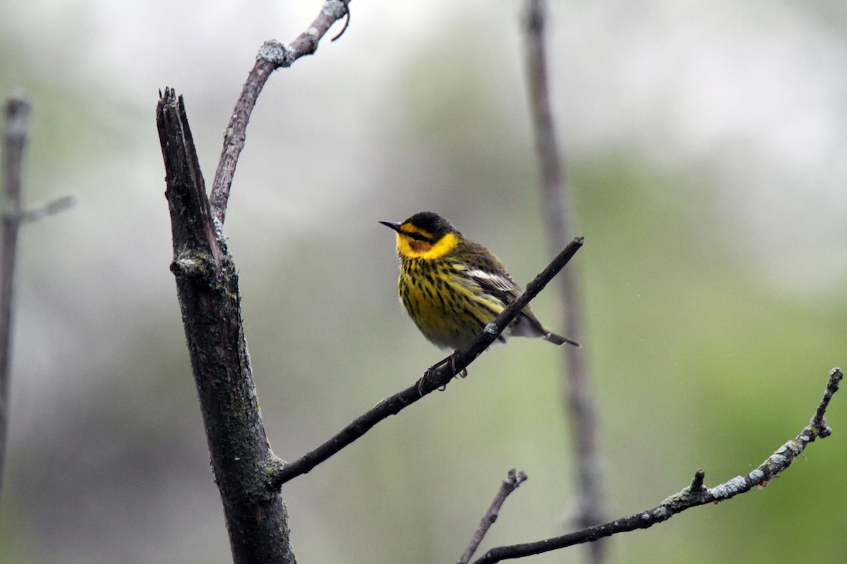 Cape May Warbler - ML99762611