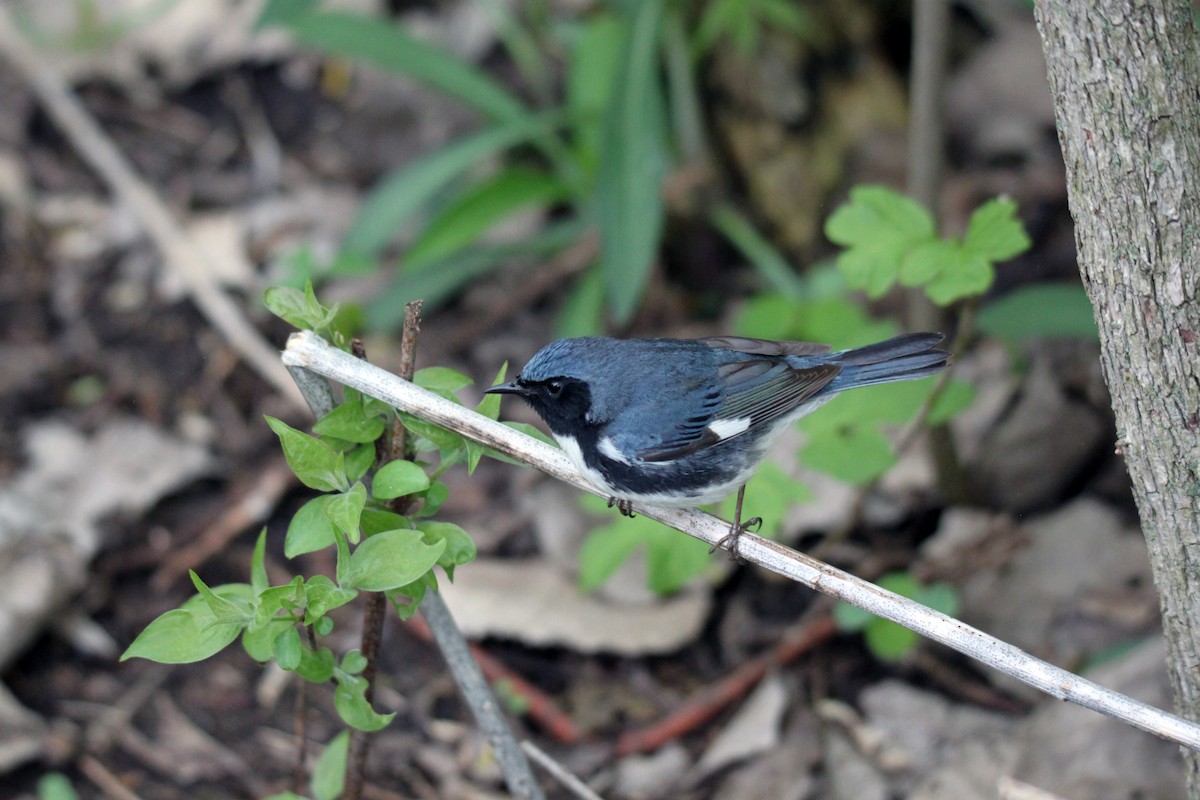 Black-throated Blue Warbler - ML99763881