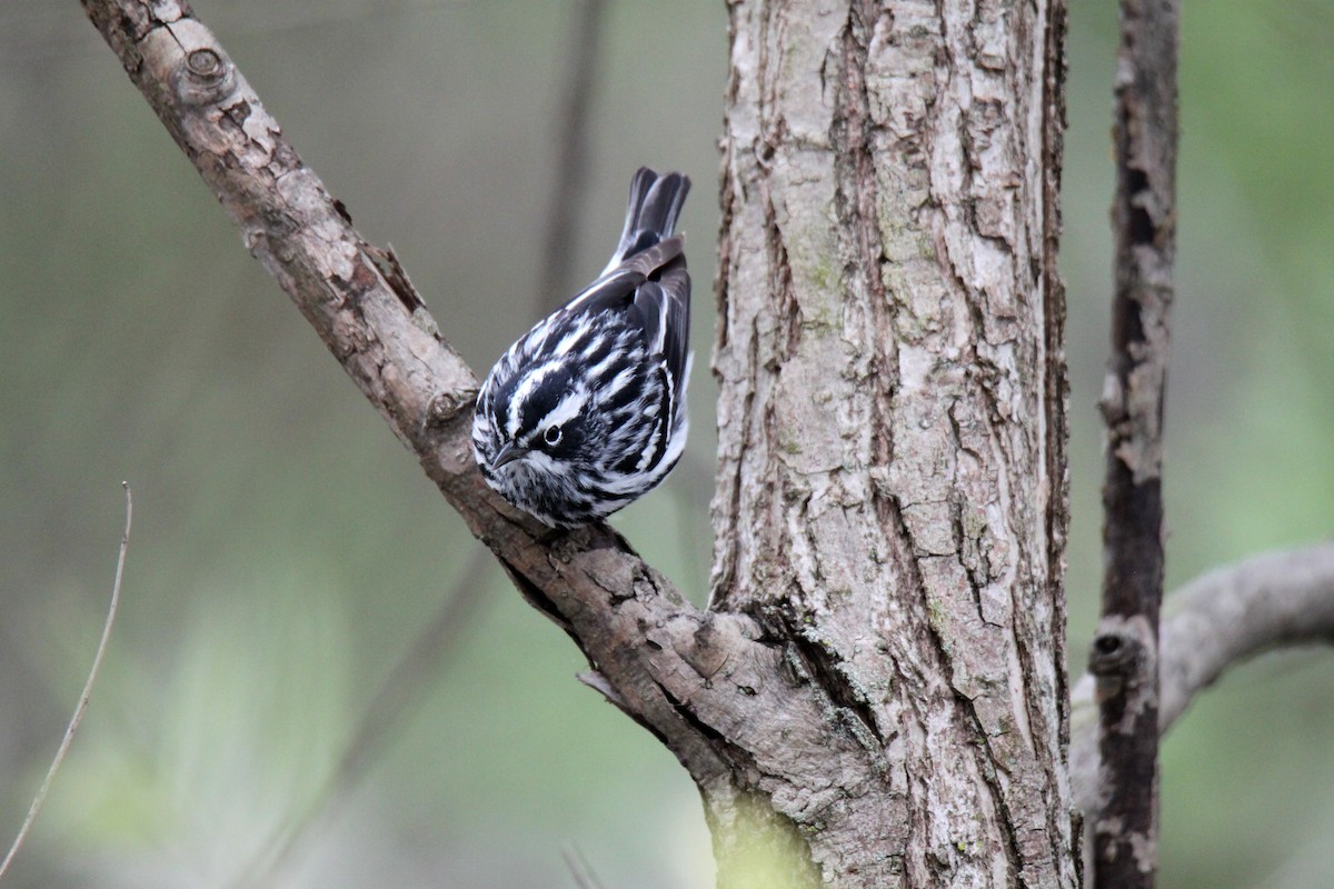 Black-and-white Warbler - ML99764021