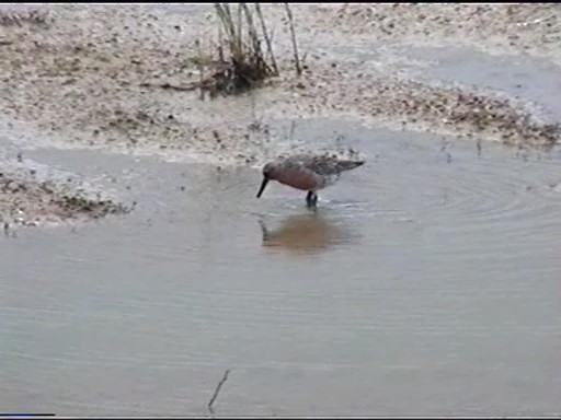 Red Knot - ML99764141
