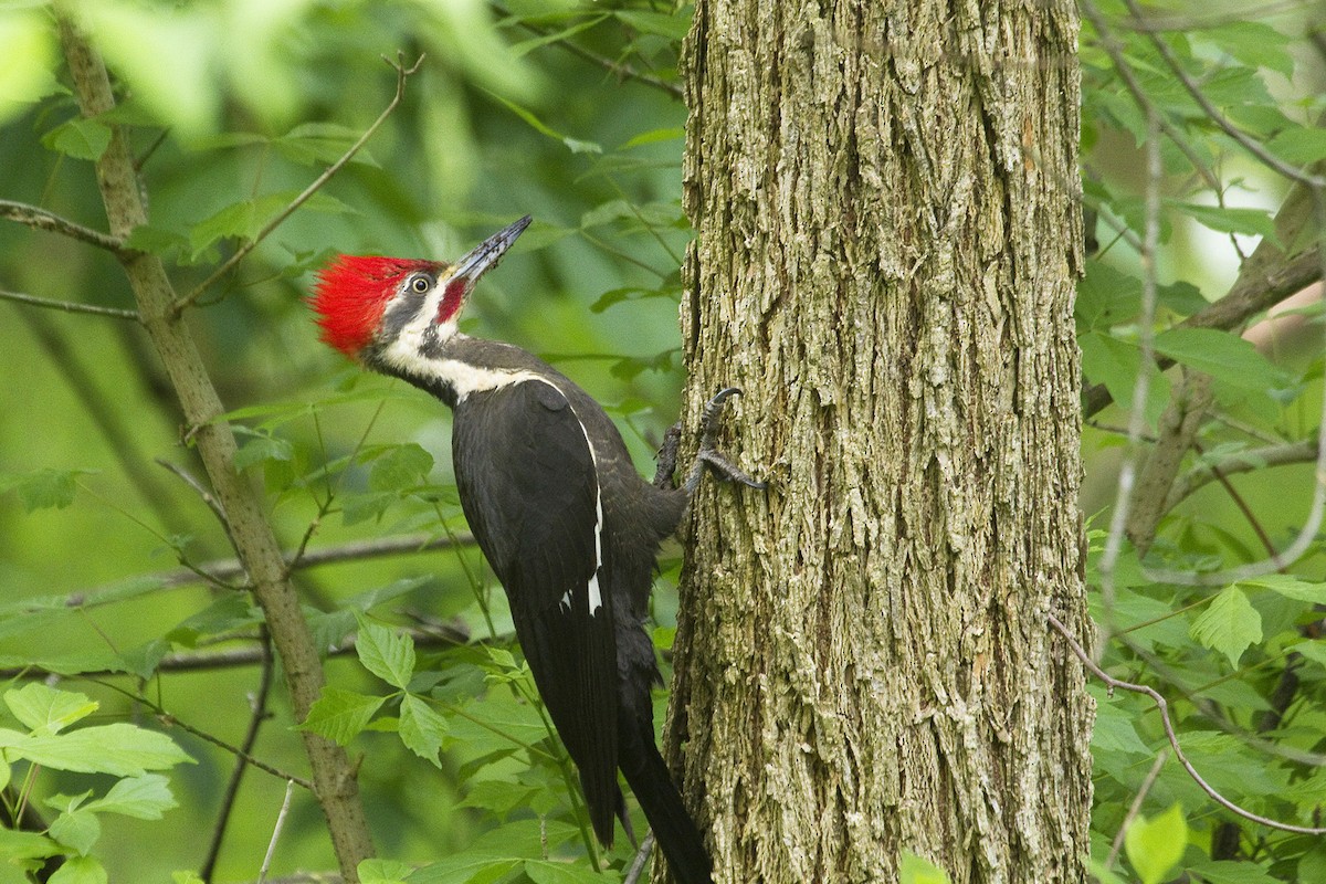 Pileated Woodpecker - Gordon Dimmig