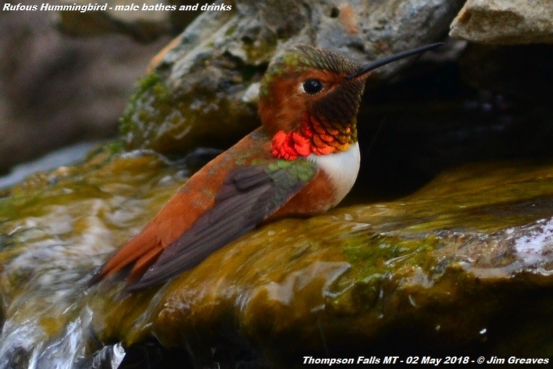 Rufous Hummingbird - Jim Greaves
