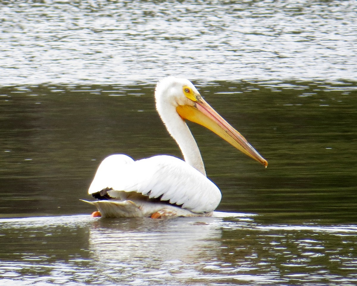American White Pelican - Pam Campbell