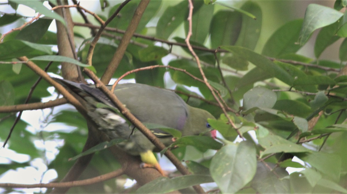 African Green-Pigeon - ML99767731
