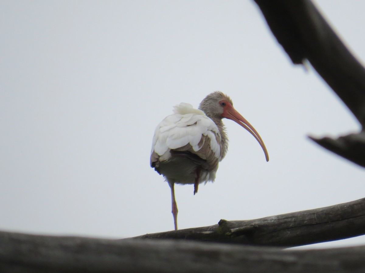 White Ibis - Marilyn Castillo Muñoz (Kingfisher Birdwatching Nuevo León)