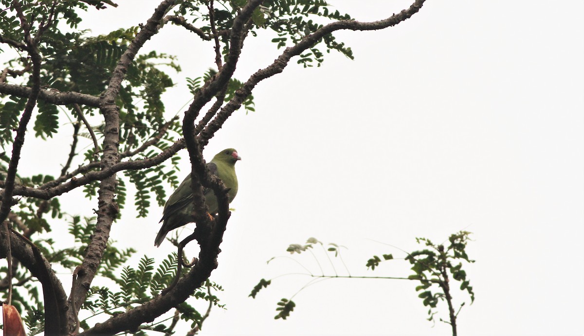 African Green-Pigeon - ML99775461