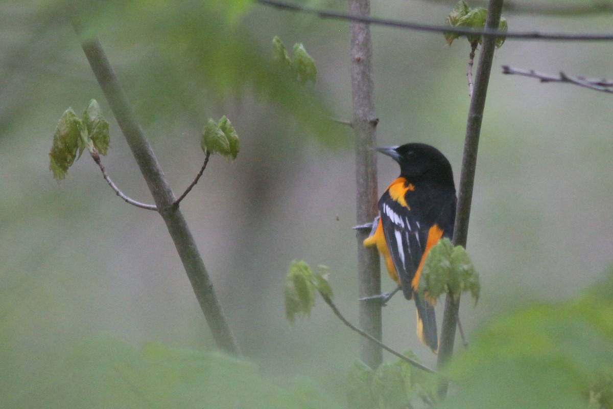 Baltimore Oriole - Larry Therrien
