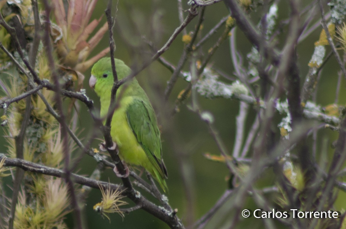 Spectacled Parrotlet - ML99778291