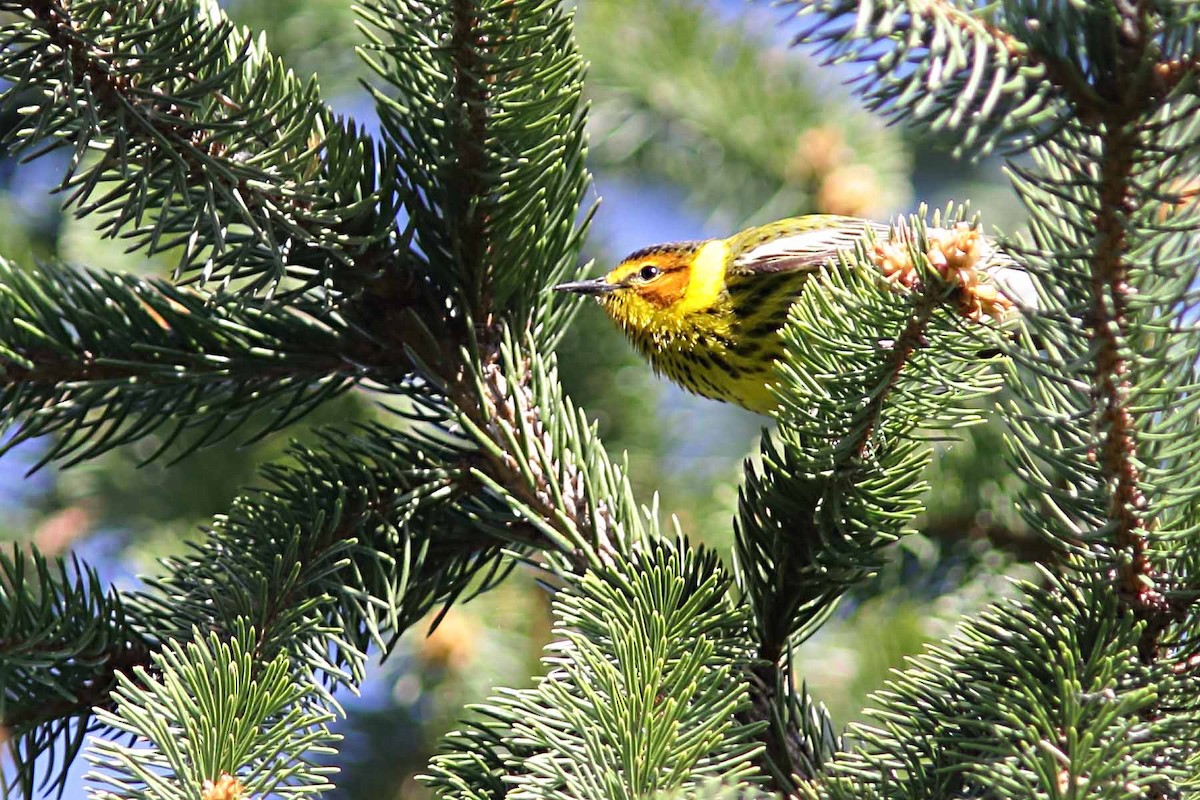 Cape May Warbler - ML99778581