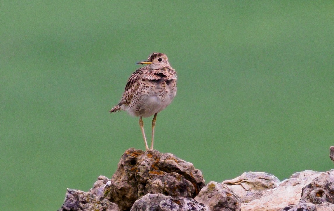 Upland Sandpiper - Mike Bailey