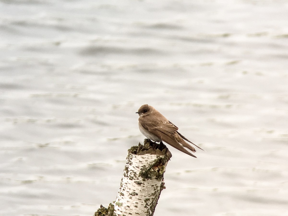 Northern Rough-winged Swallow - ML99780451