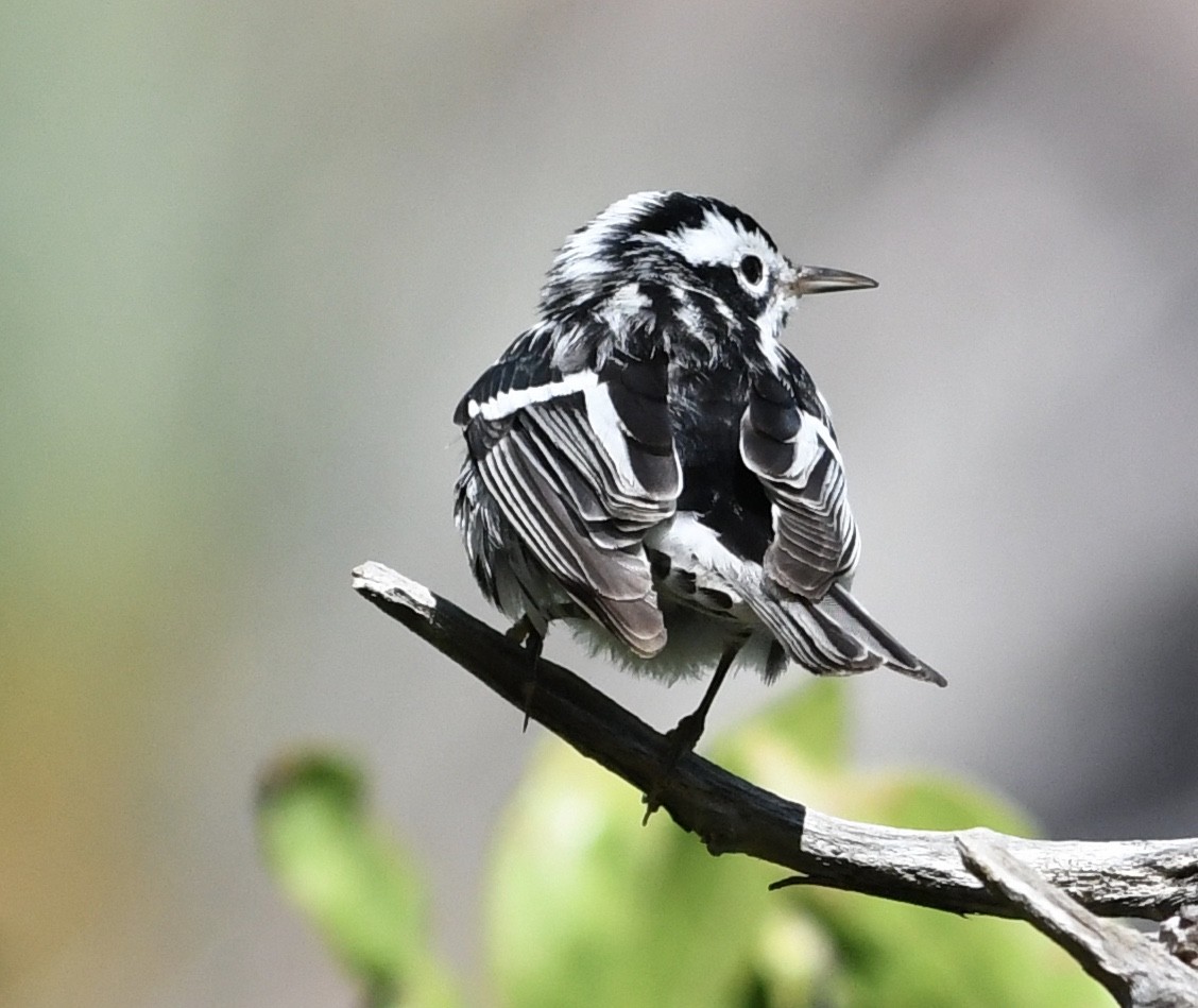 Black-and-white Warbler - Suzanne Zuckerman