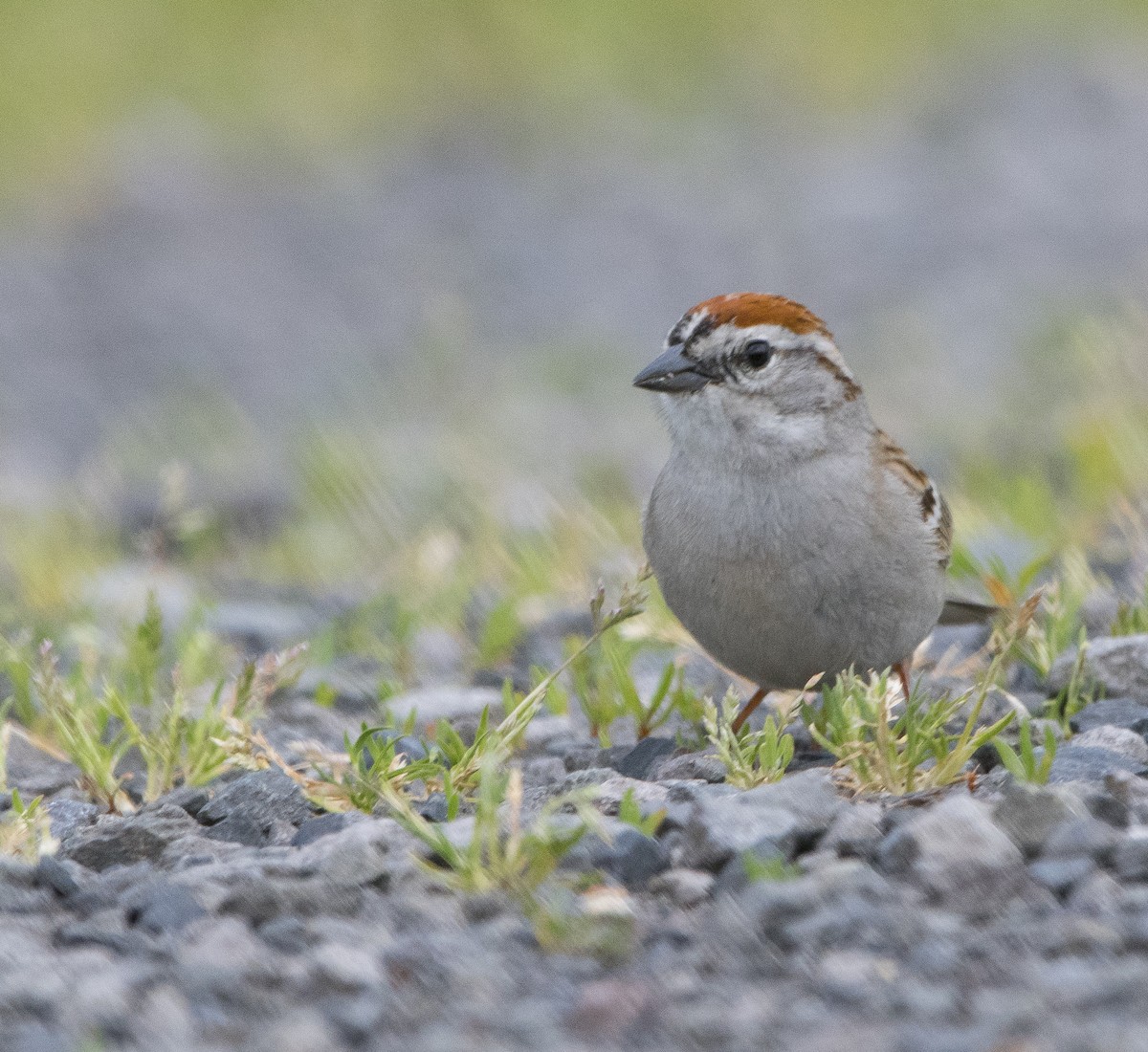 Chipping Sparrow - Ken Pitts