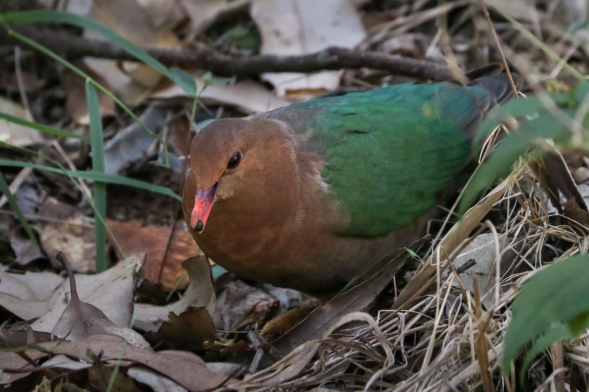 Pacific Emerald Dove - Ged Tranter