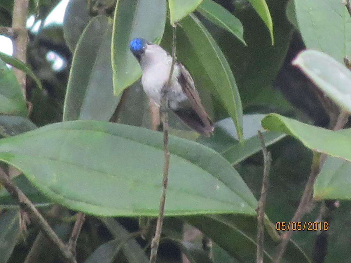 Violet-headed Hummingbird - Isaac N Pizarro T