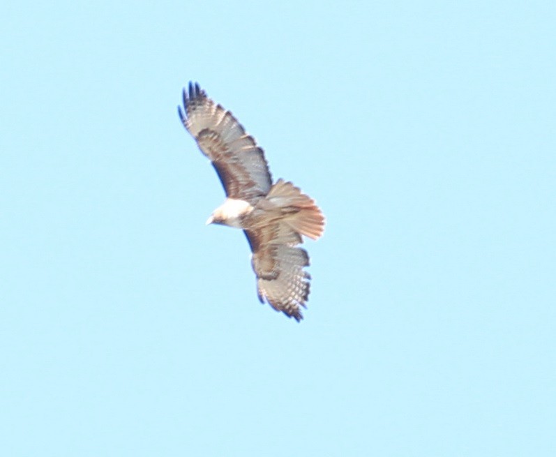 Red-tailed Hawk - ML99791291