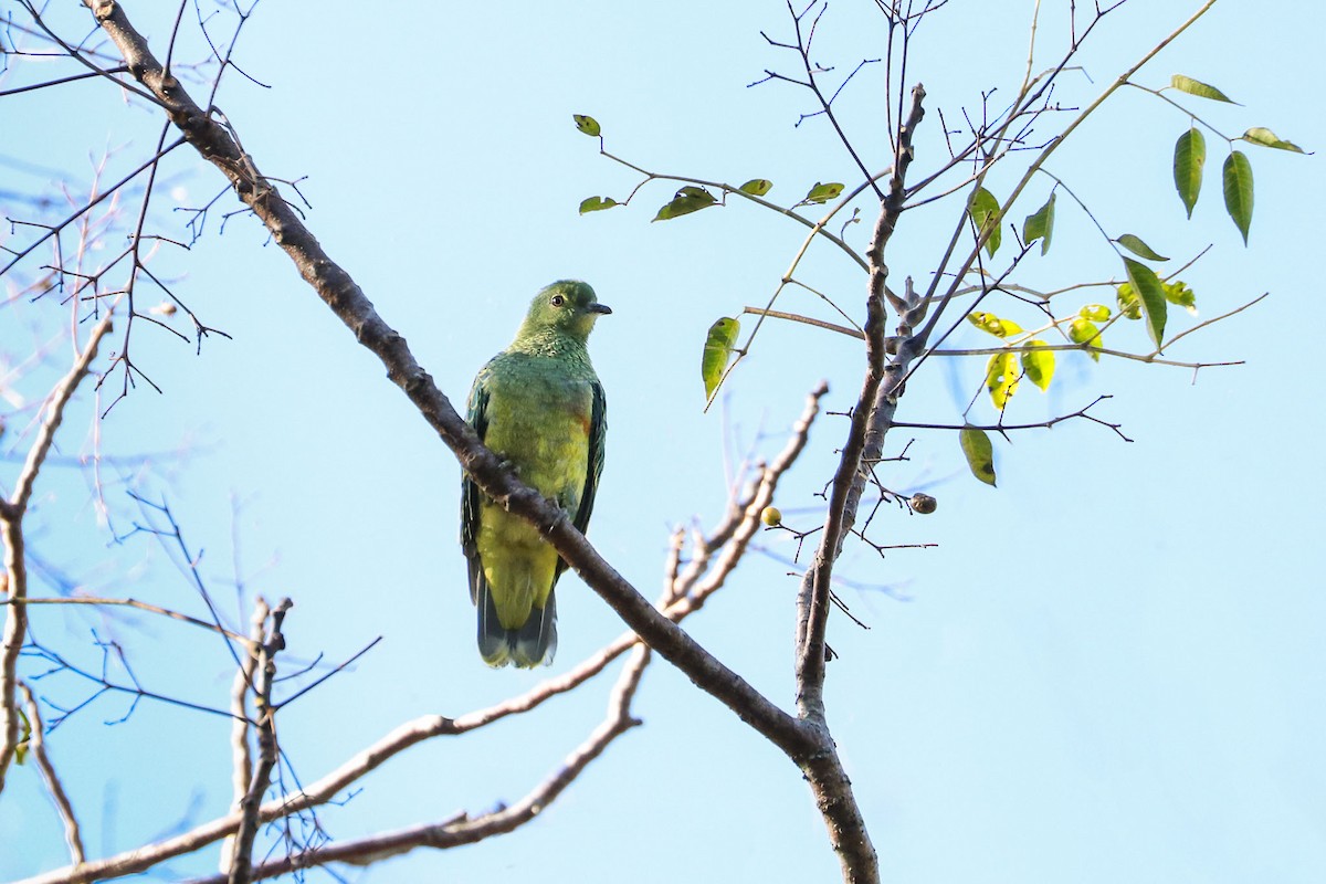 Rose-crowned Fruit-Dove - ML99792281