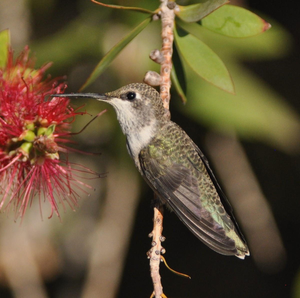 Black-chinned Hummingbird - David Beaudette