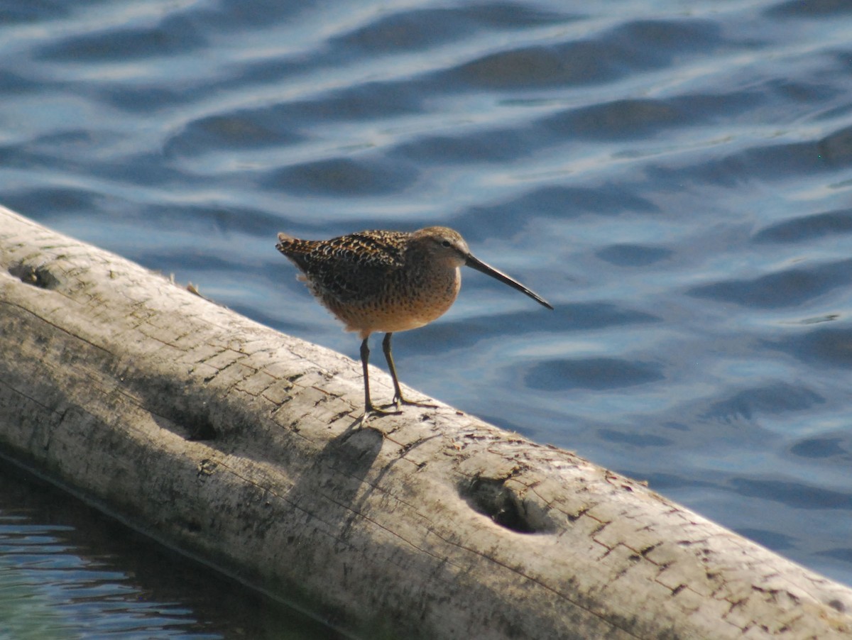 Long-billed Dowitcher - ML99793511