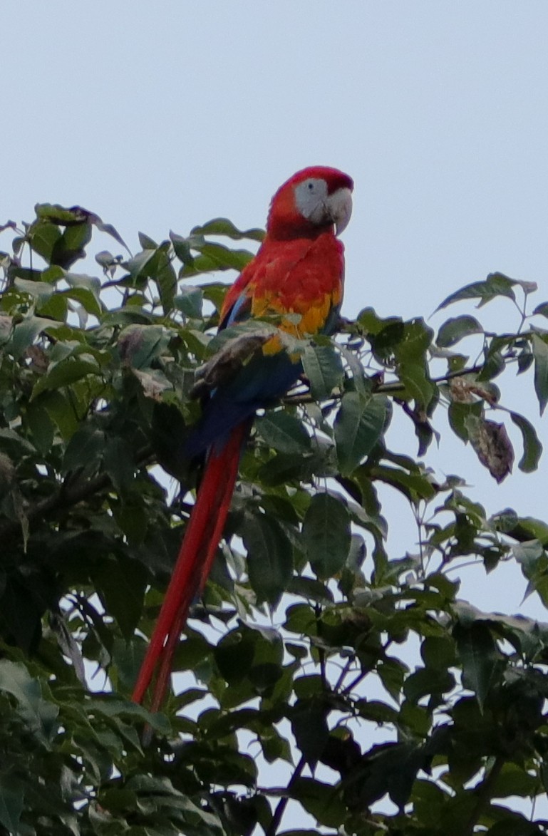 Scarlet Macaw - KARIN KNIGHT