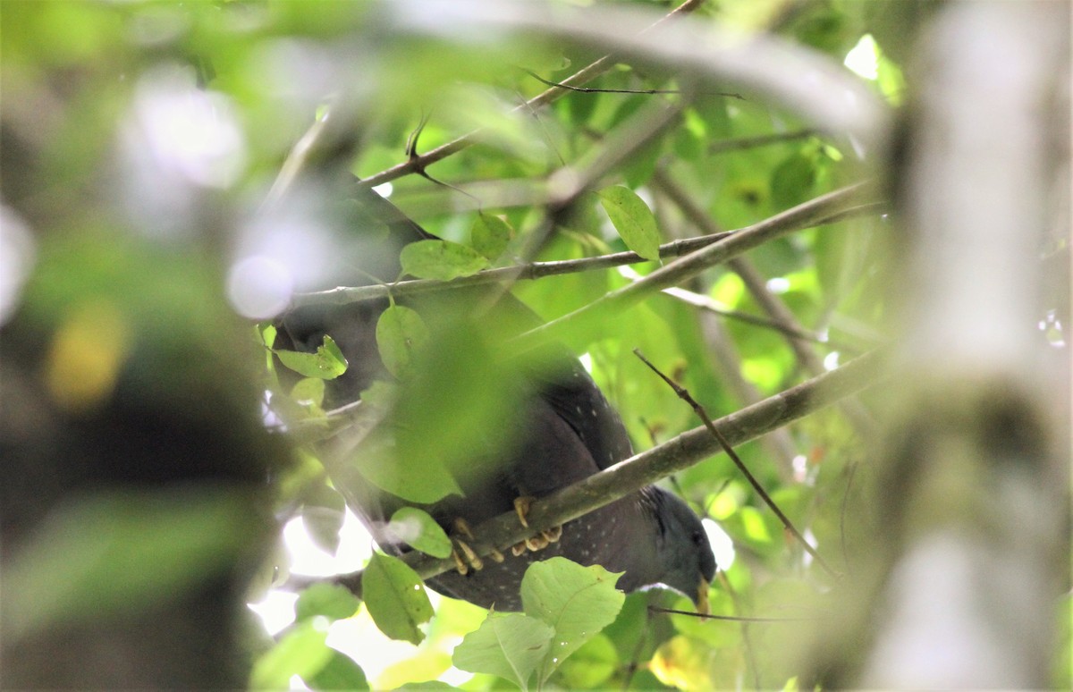 Pigeon de Sao Tomé - ML99800651