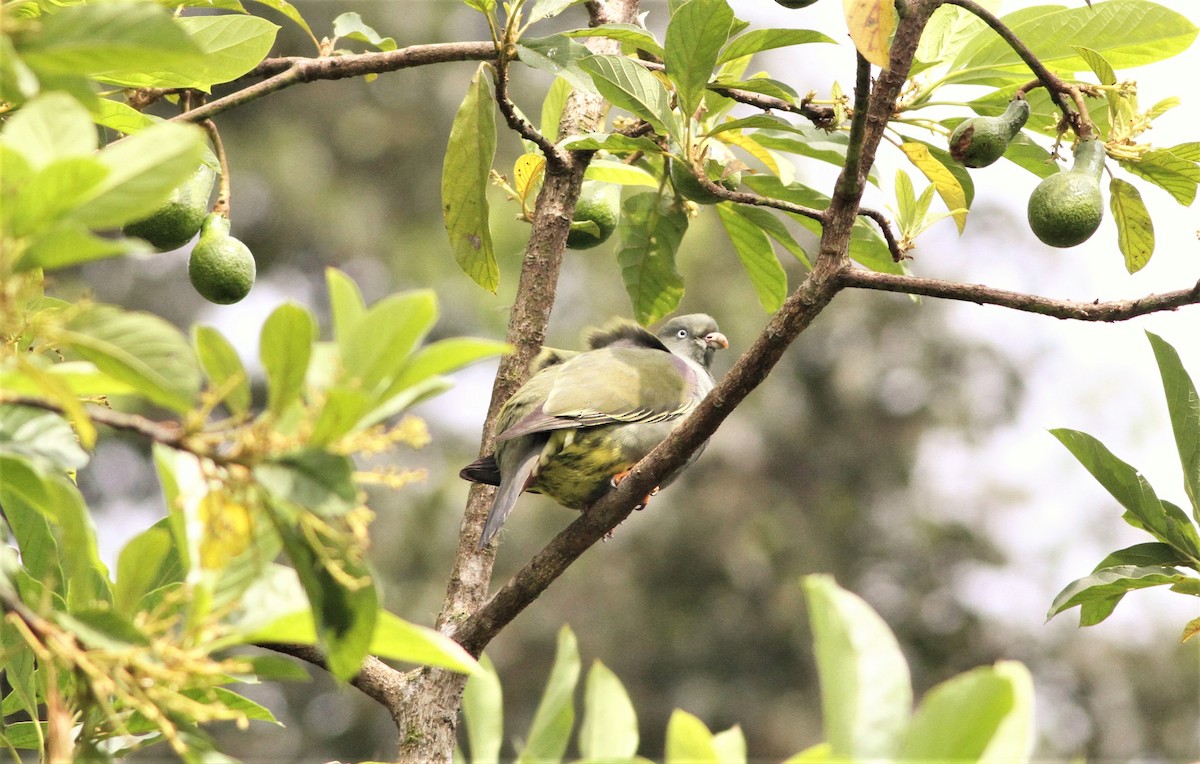 Sao Tome Green-Pigeon - ML99800721